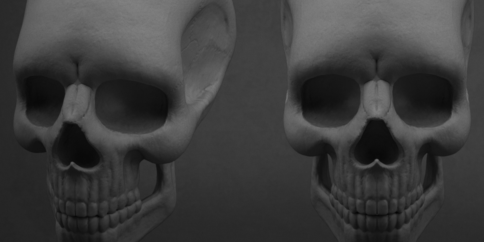 Anatomical study of a human skull, 3D sculpt